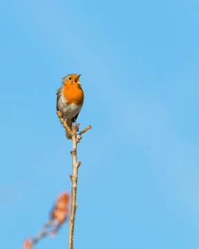 Robin perched on branch Stock Photos