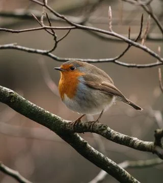 Robin perched on a branch Stock Photos