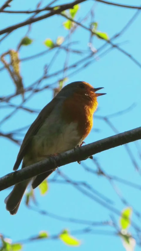 Robin Perched on Branch Singing on Sunny Day 4K Vertical Video 스톡 동영상 332308830