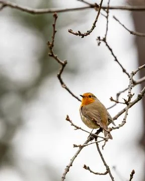 A robin is perched on a branch in a tree Stock Photos