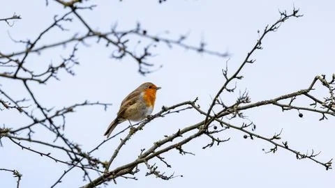 A robin is perched on a branch in a tree Stock Photos