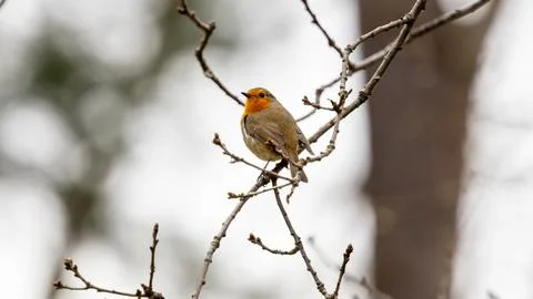 A robin is perched on a branch in a tree Stock Photos