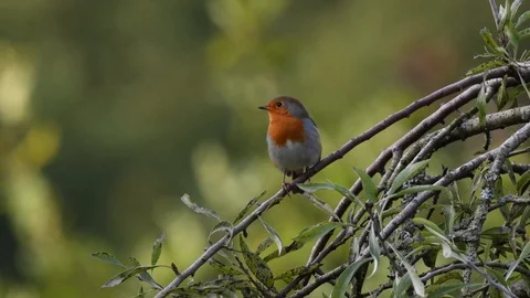 Robin perched in garden tree Stock Footage 121800046