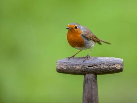 Robin perched on a handle Foto stock