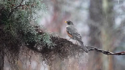 Robin perched on mossy tree branch in soft rain forest nature Vídeo Stock 334664406
