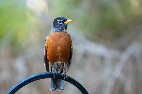 Robin Perched onn a pole Foto stock
