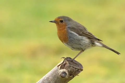 A Robin perched Stock Photos