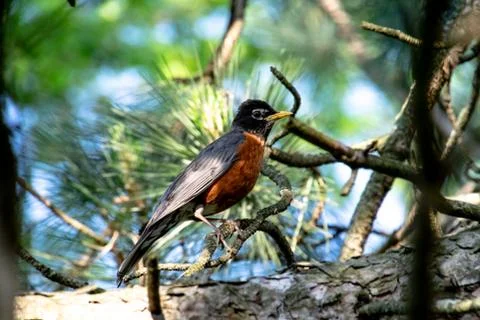 Robin perched in a pine tree Fotos Stock