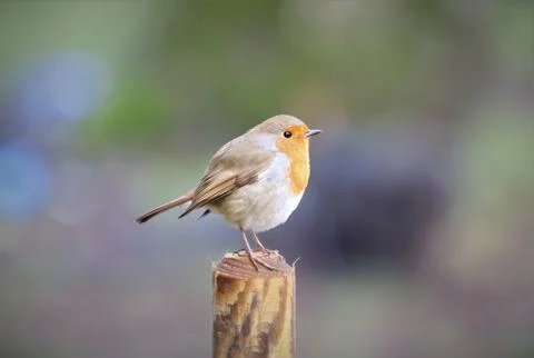 Robin perched on a post with blurred background Stock Photos