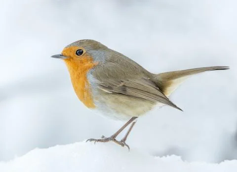 Robin perched on snow. Side profile Stock Photos