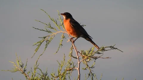 Robin Perched in a Tree 1 2 Seconds Stock Footage 279857509