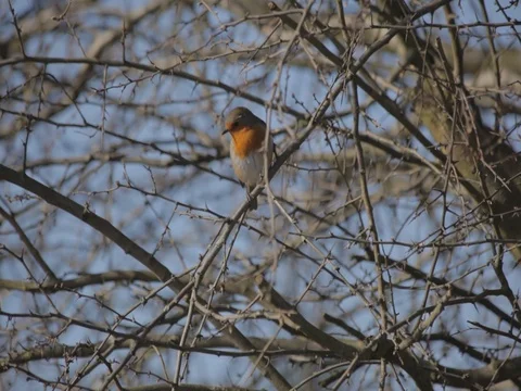 Robin perched in tree on allotment on crisp blue spring day 스톡 동영상 73419142