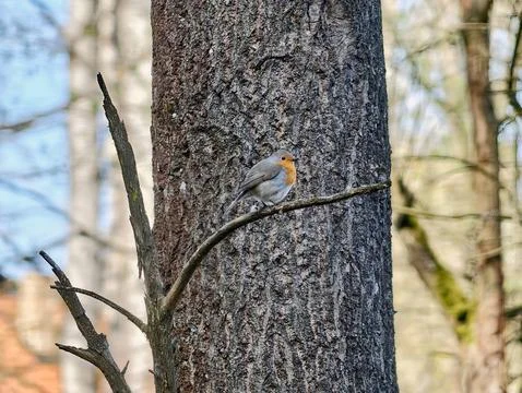 Robin Perched On Tree Bark. Small Bird Called Robin Rests Peacefully On Anc.. Stock Photos