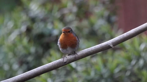 Robin perched on a tree branch Stock Footage 47994567