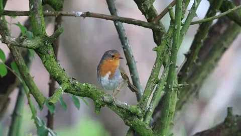 Robin perched in a tree Stock Footage 239523640