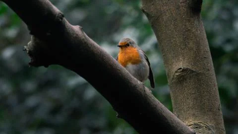 Robin perched in a tree. 写真素材