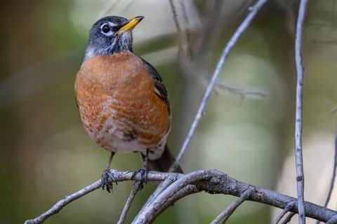 Robin Perched in a Tree 库存照片