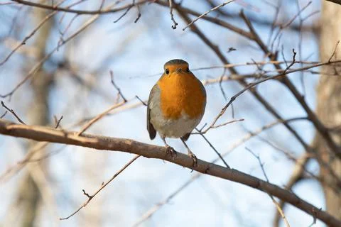 Robin perched on a tree in the public park of a big city Stock Photos