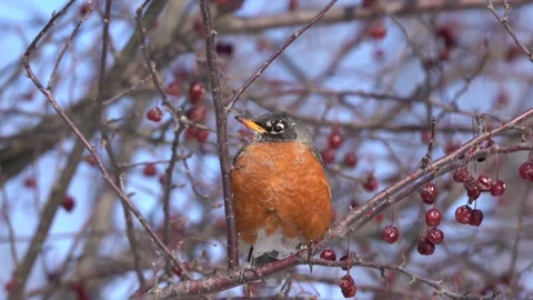 Robin Perched in Tree with Red Berries Stock Footage 328592933