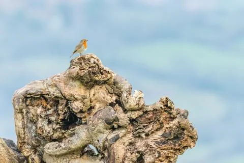 Robin perched on tree roots Stock Photos