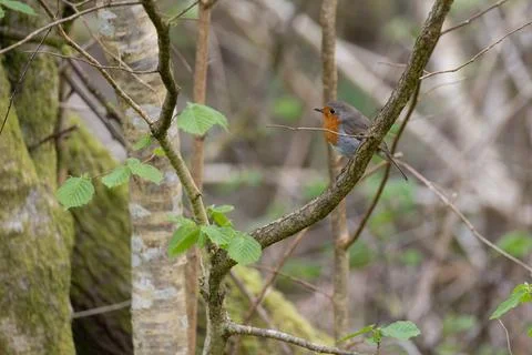 Robin perched in a tree in Spring Stock Photos