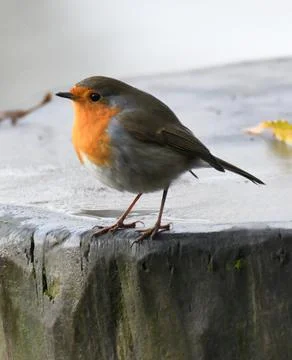 Robin Perched On Tree Trunk 写真素材