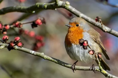 A Robin perched on a wig Stock Photos