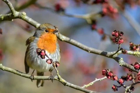 A Robin perched on a wig Stock Photos