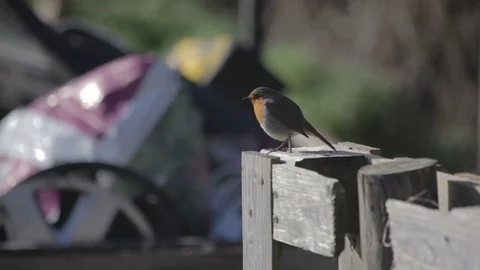 Robin perched on wooden fence at allotment site Stock Footage