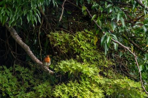 A robin perching in a branch Stock Photos