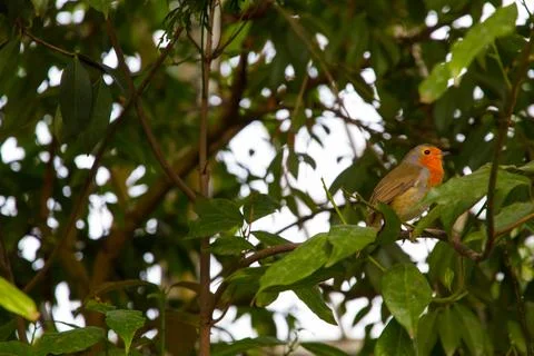 Robin perching on a branch Stock Photos