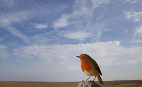 Robin perching on a post with a blue sky background Stock Photos