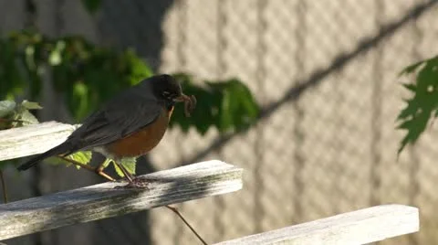 Robin on Pergola Stock Footage 18007987