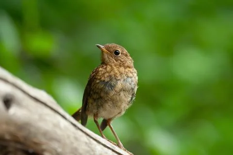 Robin , Pettirosso (Erithacus rubecula) Stock Photos