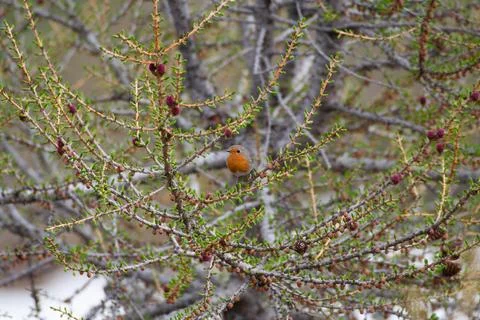 Robin, Pettirosso (Erithacus rubecula) Stock Photos
