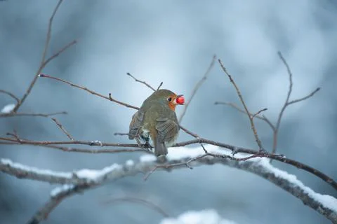 Robin, Pettirosso (Erithacus rubecula) Stock Photos