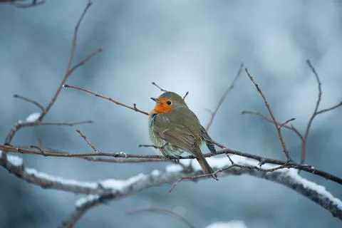 Robin, Pettirosso (Erithacus rubecula) Stock Photos
