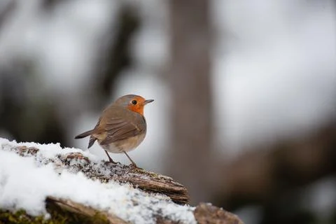 Robin , Pettirosso (Erithacus rubecula) Stock Photos