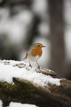 Robin , Pettirosso (Erithacus rubecula) Stock Photos