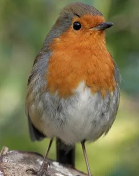 Robin Stock Photos