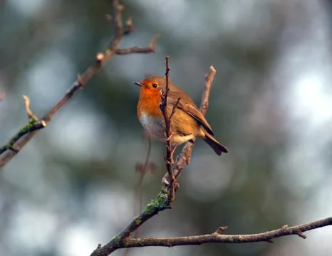 Robin Foto stock