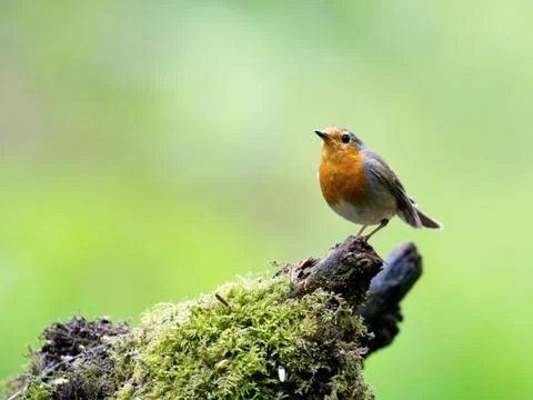 Robin Stock Photos