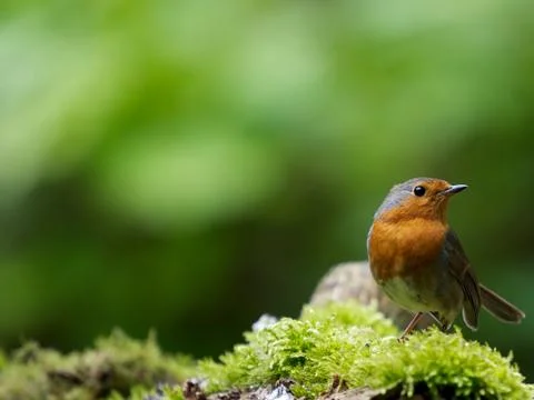 Robin Stock Photos
