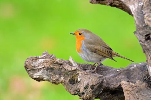 Robin Fotos de archivo