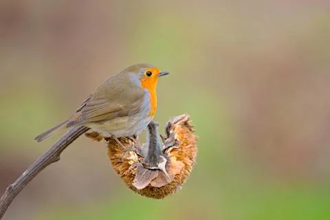 Robin Foto stock