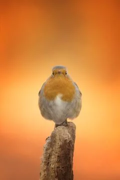 Robin Stock Photos
