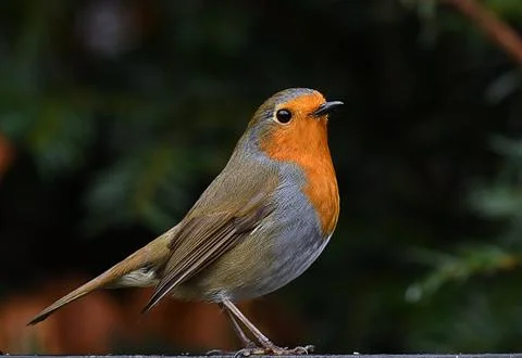 Robin Фото