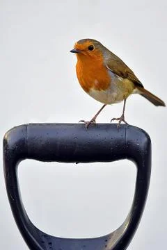 Robin Фото