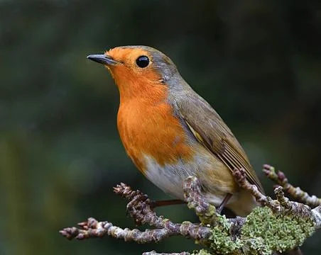 Robin Фото