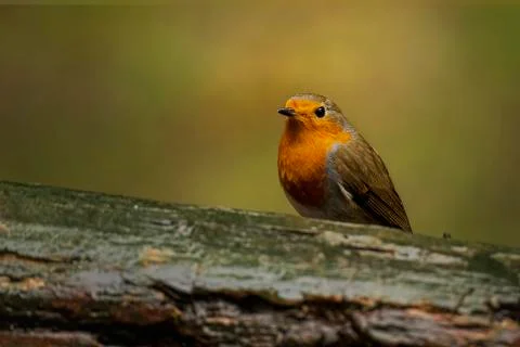 Robin Stock Photos